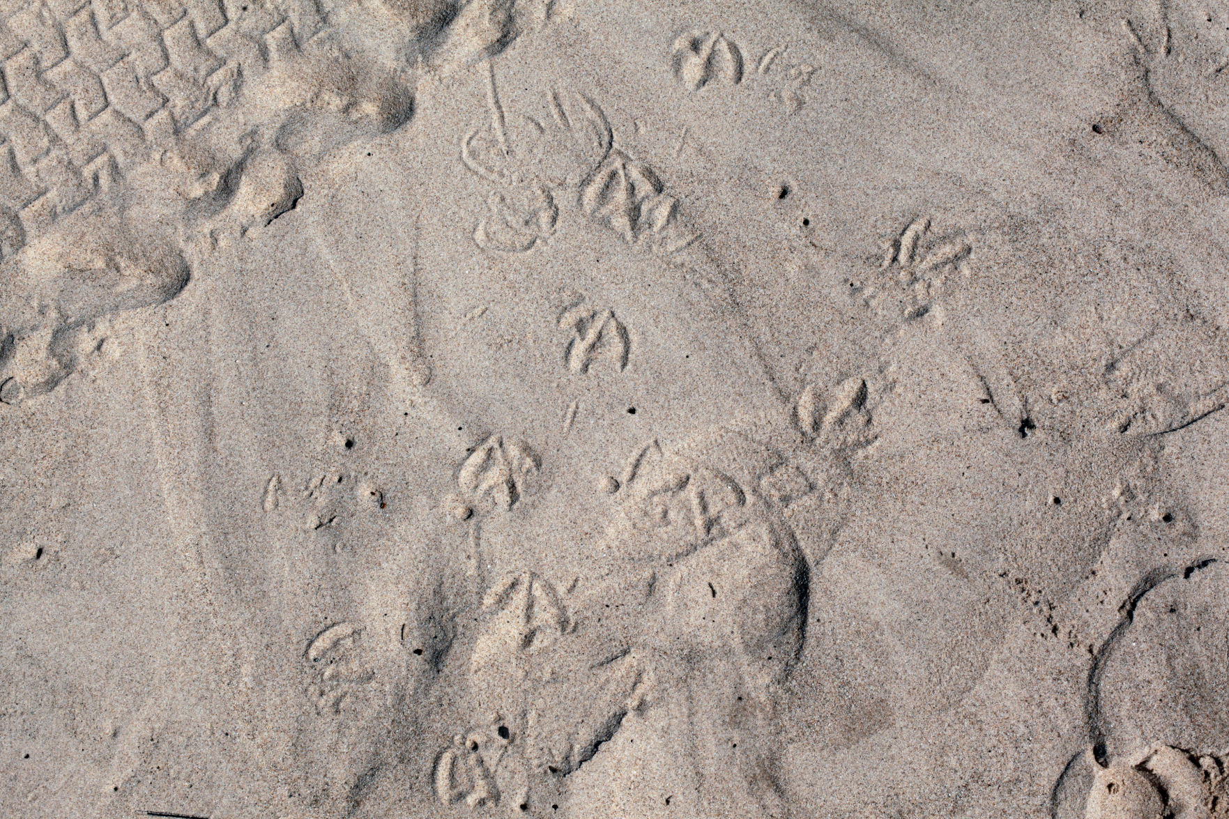 beaches
